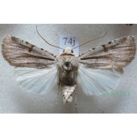 Chersotis margaritacea (de Villers, 1789) Czech74j